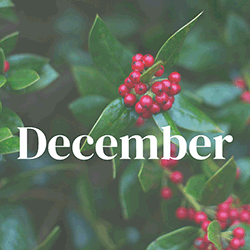 Newsletter for December 2025